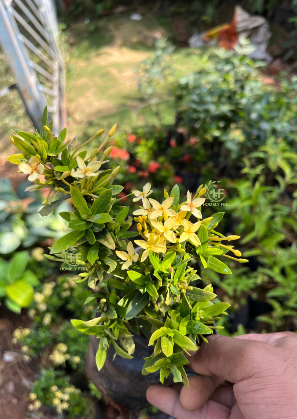 Ixora Yellow Dwarf