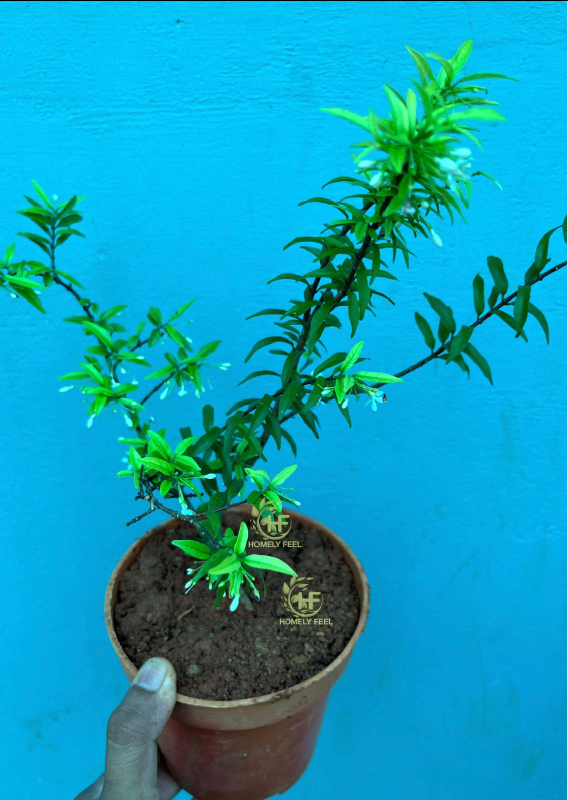 Miniature Water Jasmine