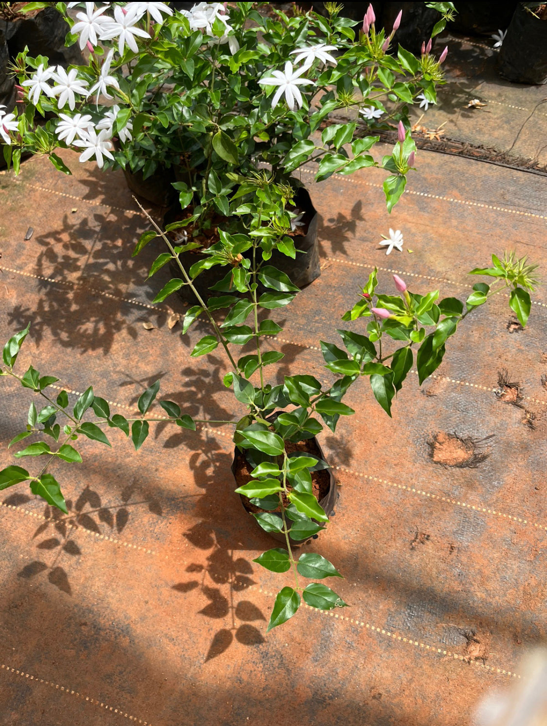 Kagda jasmine(pink bud)