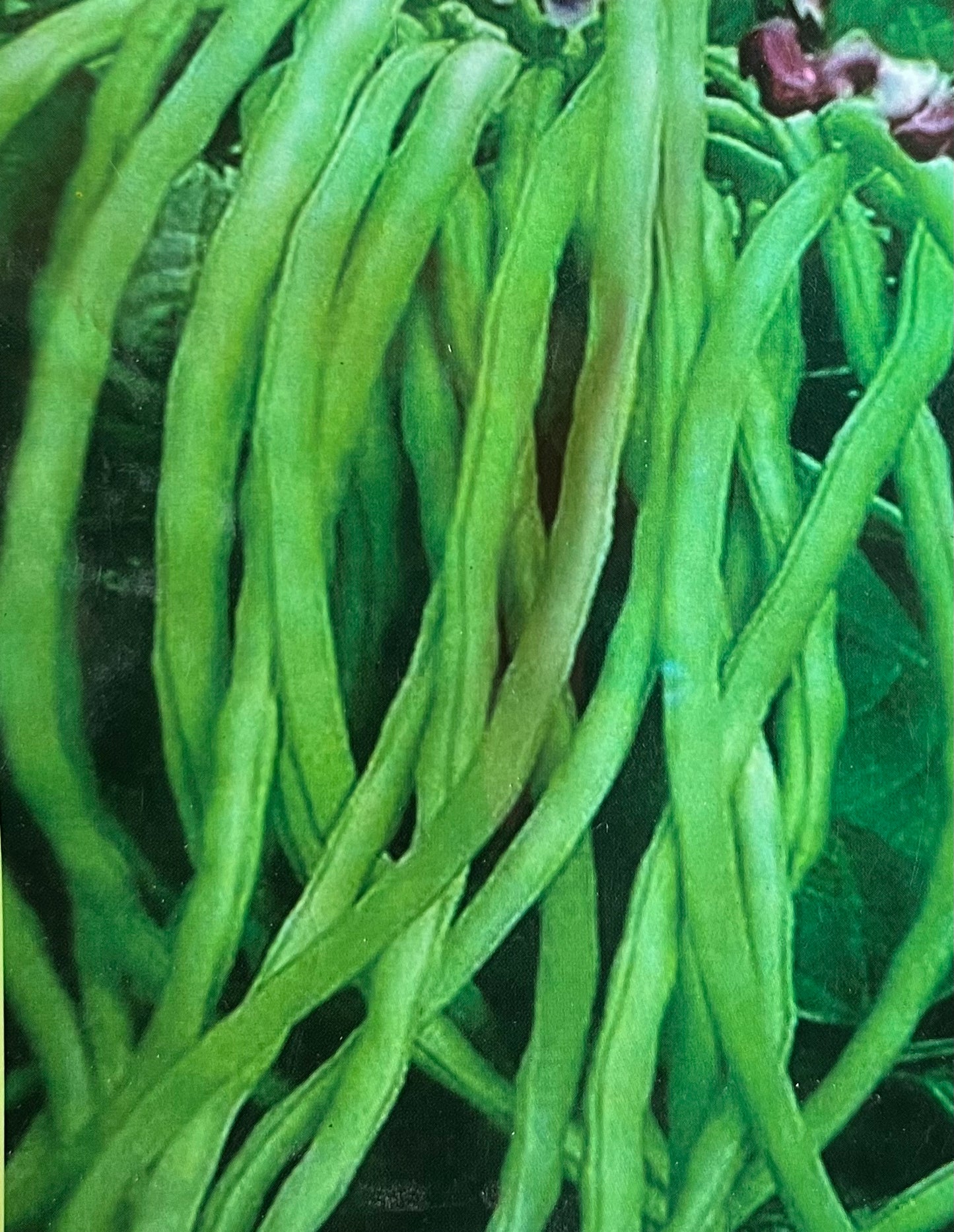 Bush Yard Beans(കുറ്റിപയർ)seed