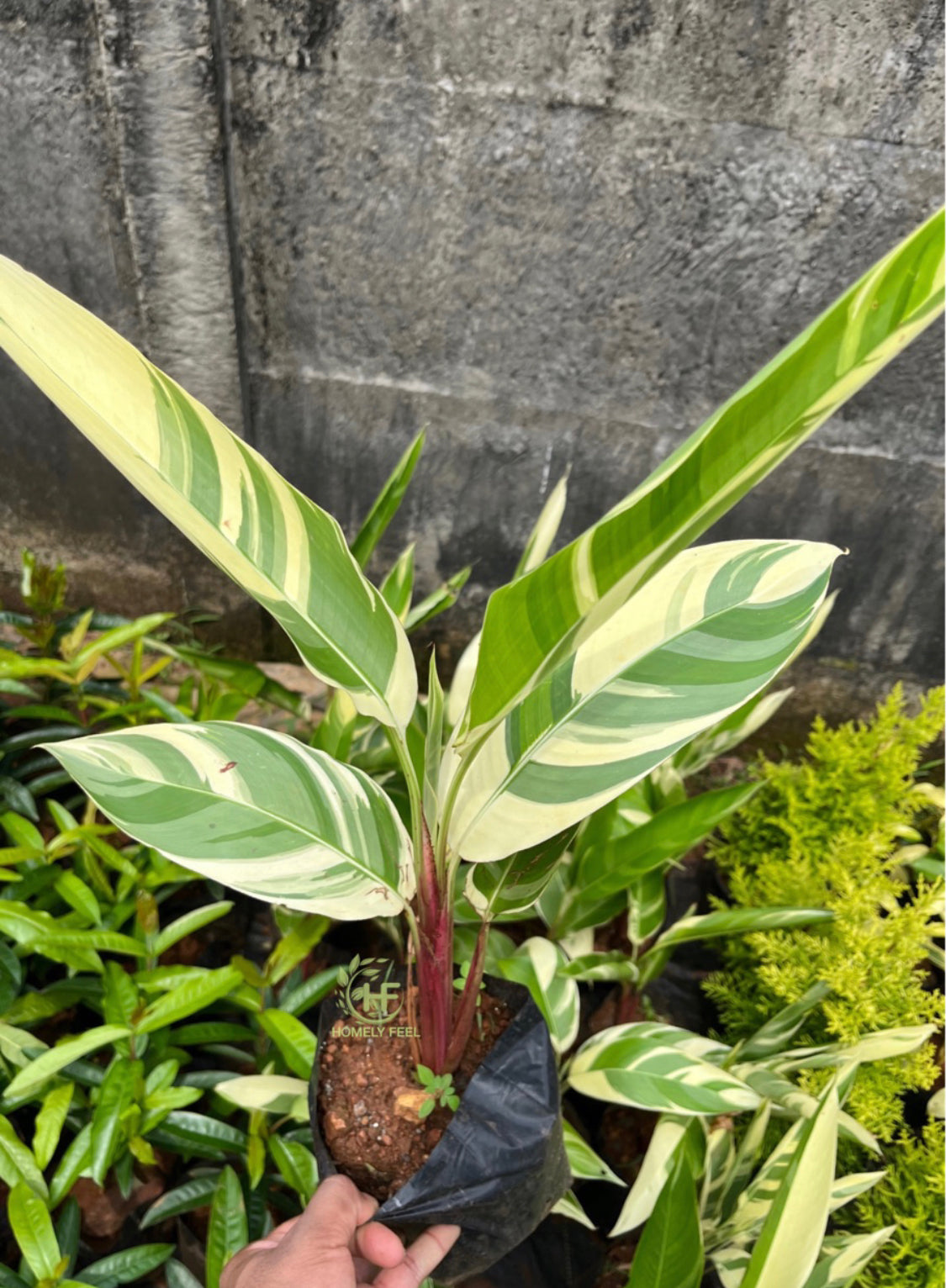 Heliconia Variegated