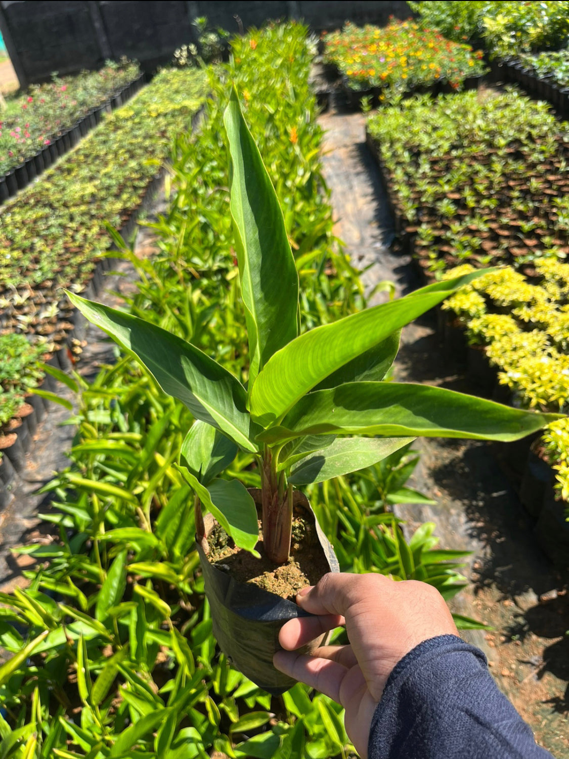 Heliconia red+yellow