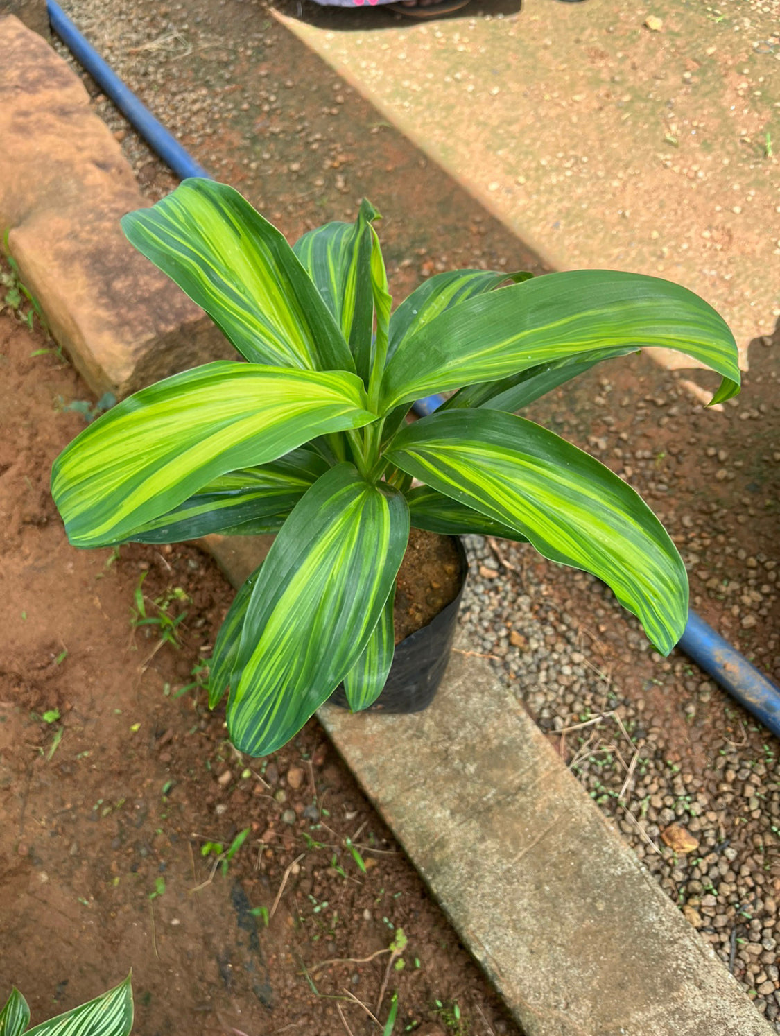 Dracaena Cordyline Green