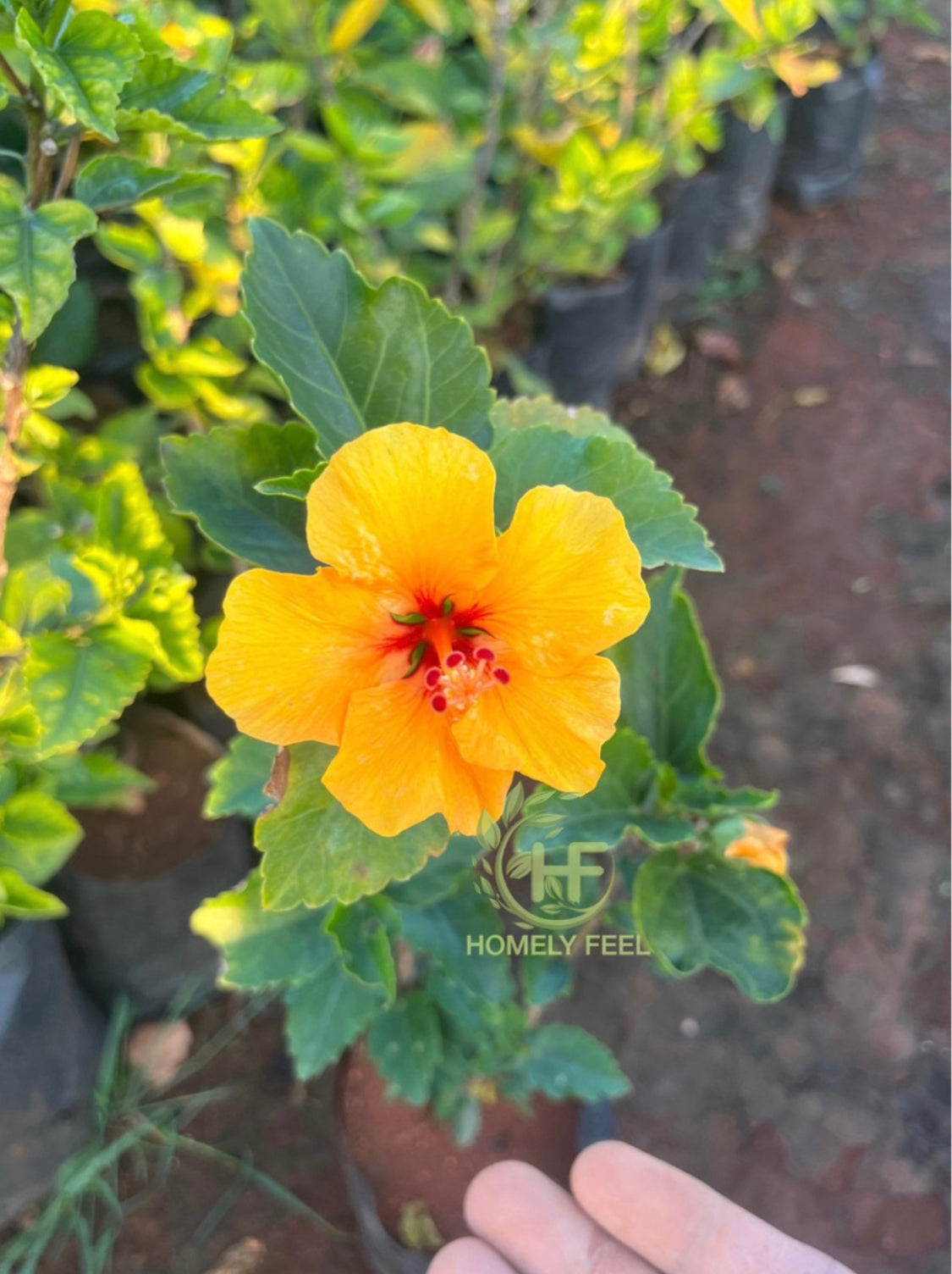 Hibiscus Viceroy Yellow Hybrid.