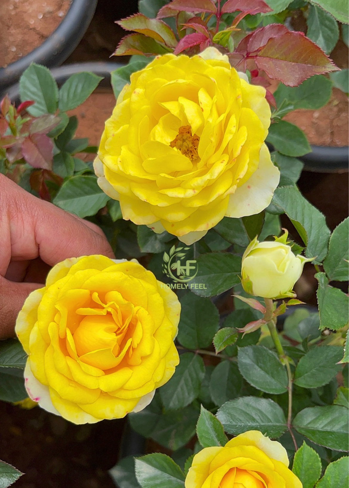 Mango Yellow Rose