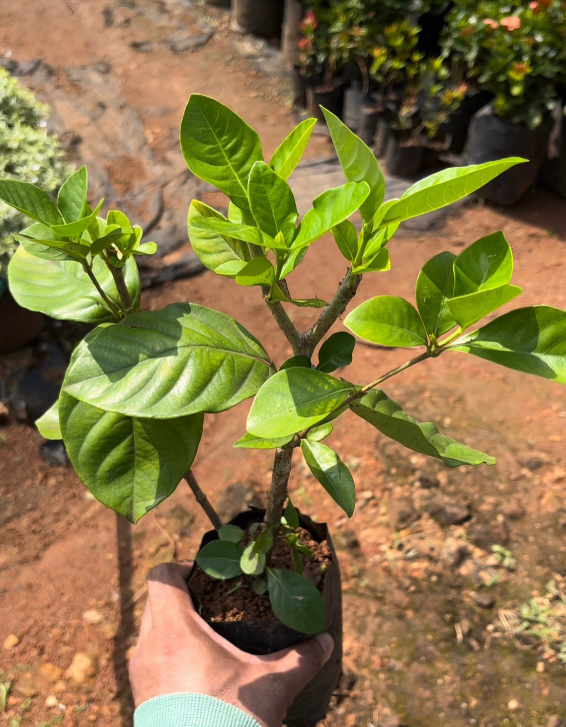 Gardenia(Gandharajan) Hybrid.