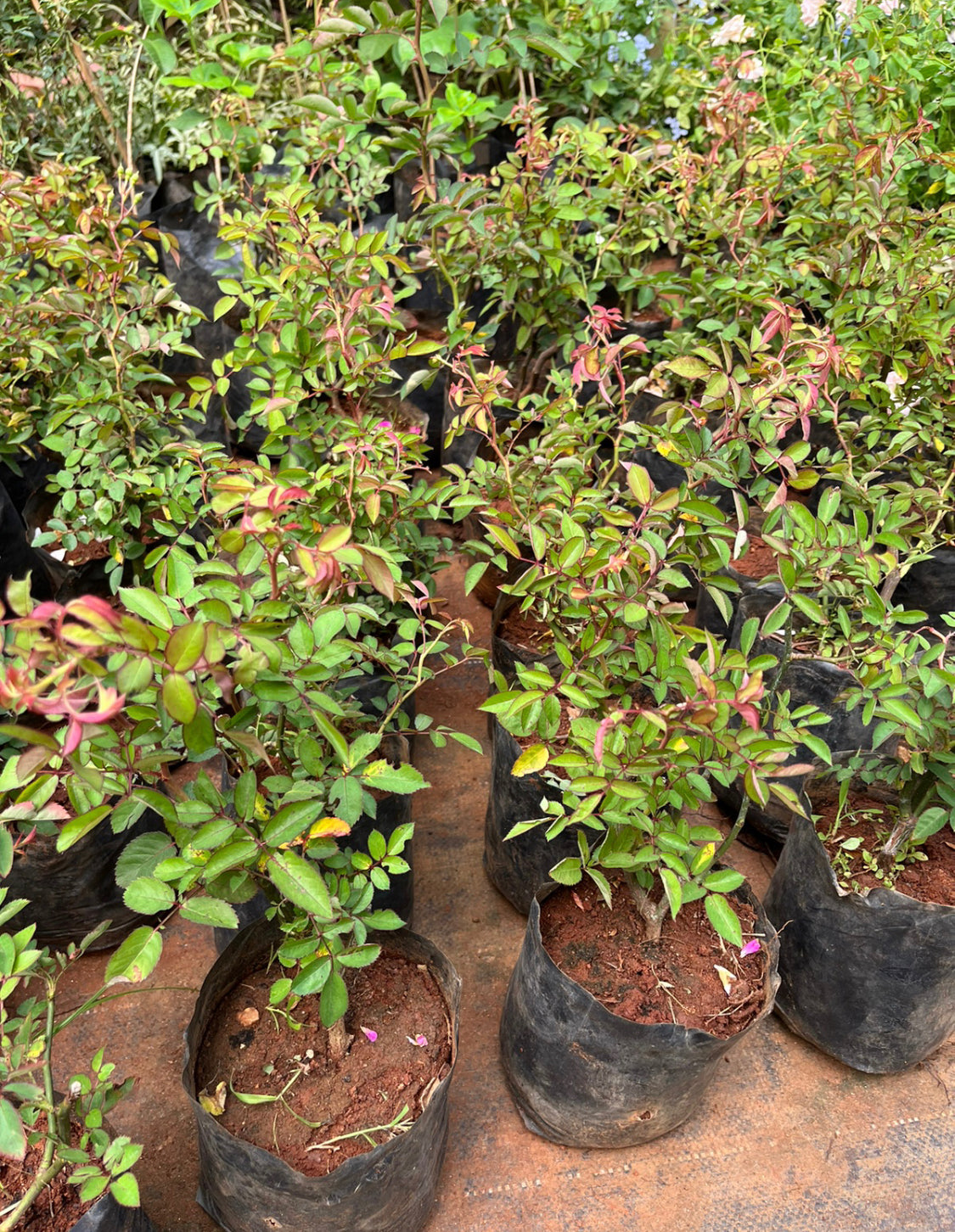 Creeper Rose Light Pink(Own Rooted)