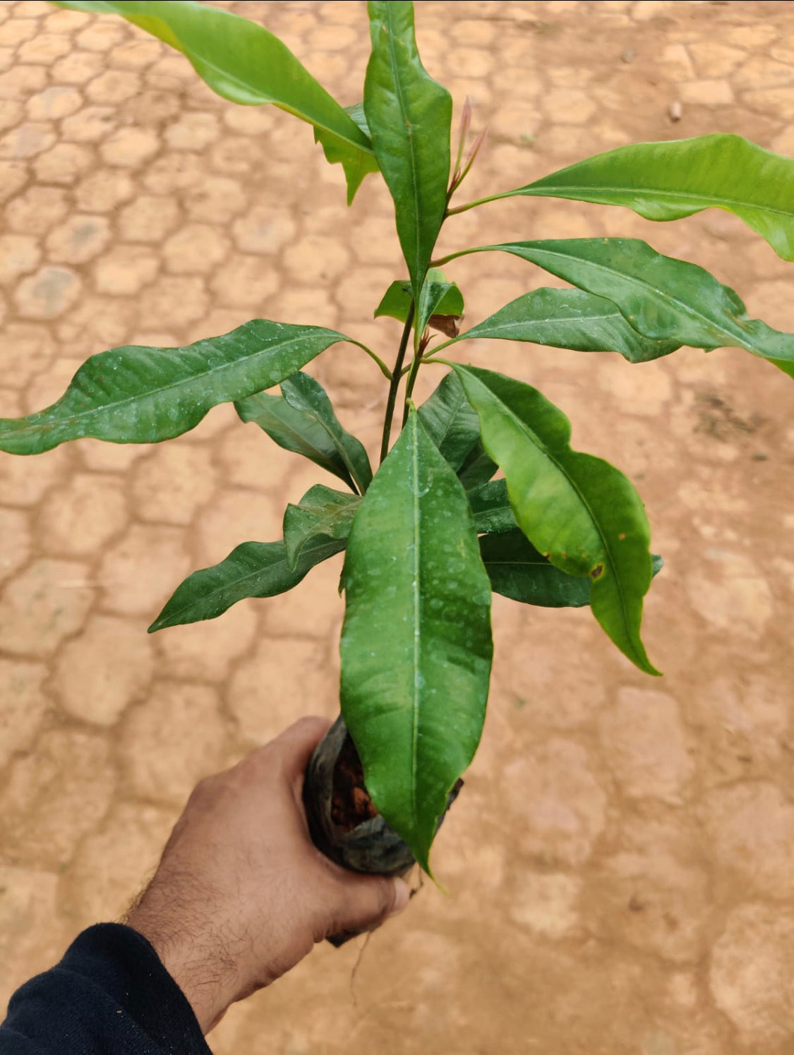 Clove (കരയാമ്പൂ)