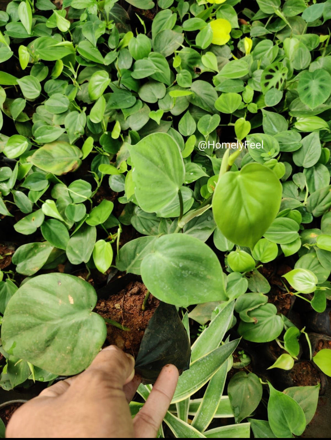 Philodendron Heart Leaf
