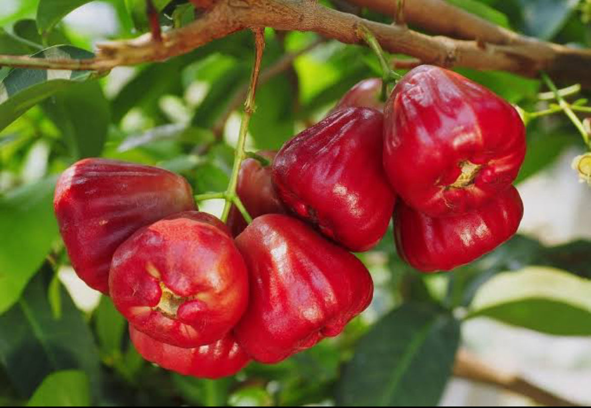 Jambu Red(Layered Plant)