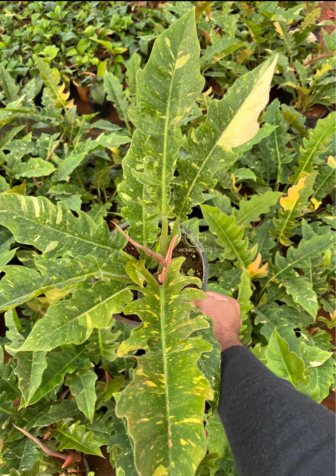 Philodendron Ring of Fire