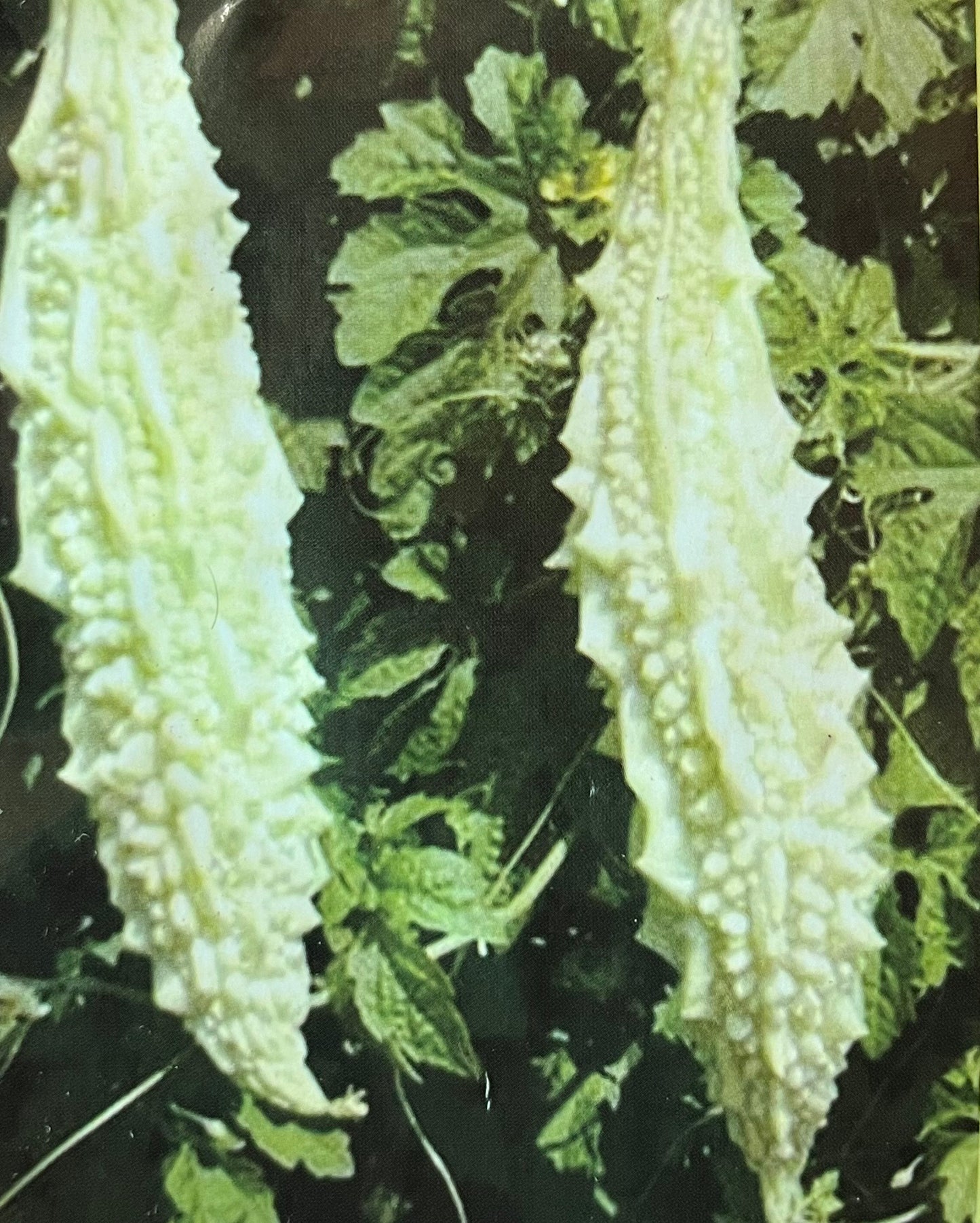 White Bitterguard(പാവക്ക)seed