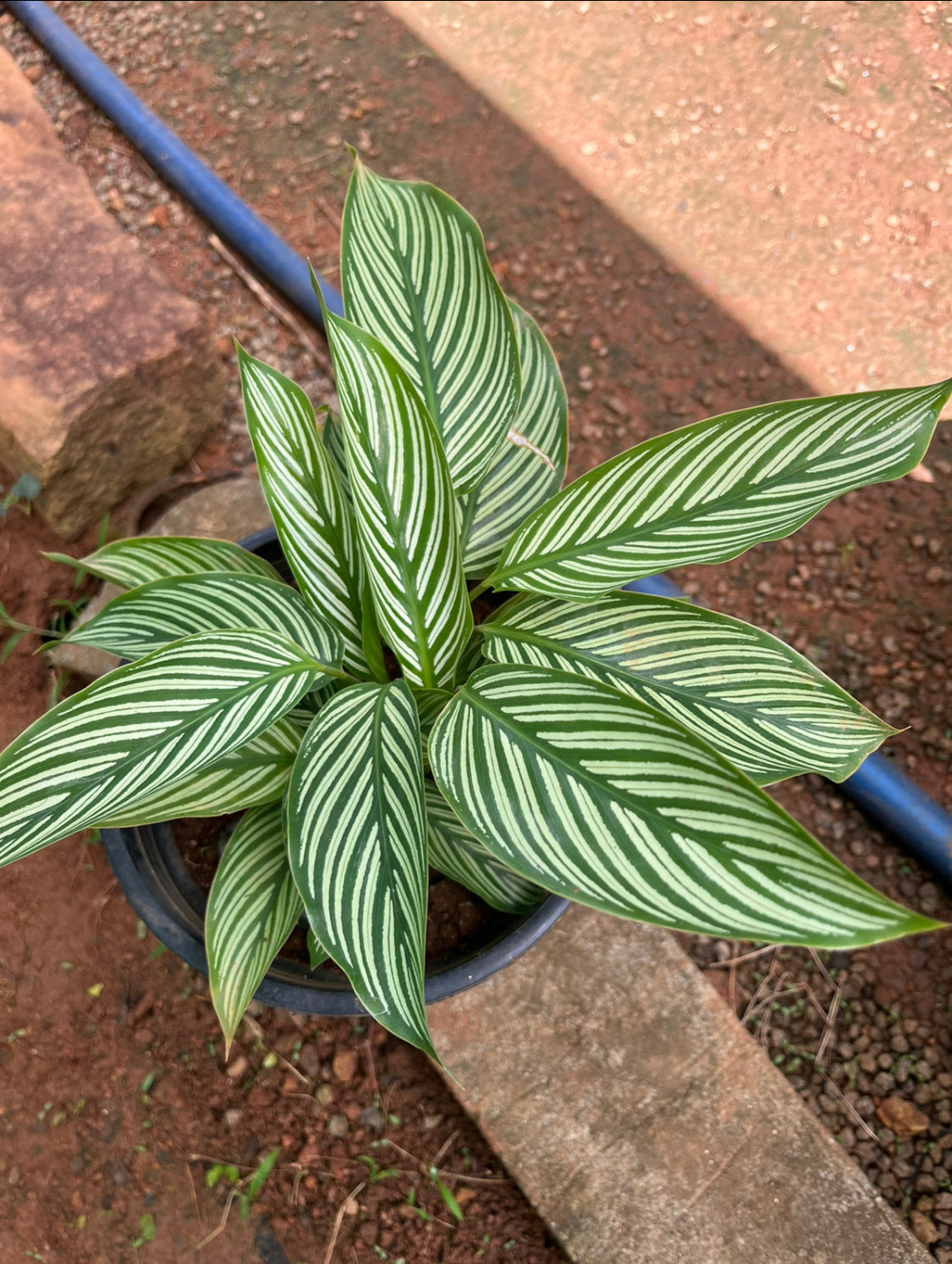 Calathea Vittatta