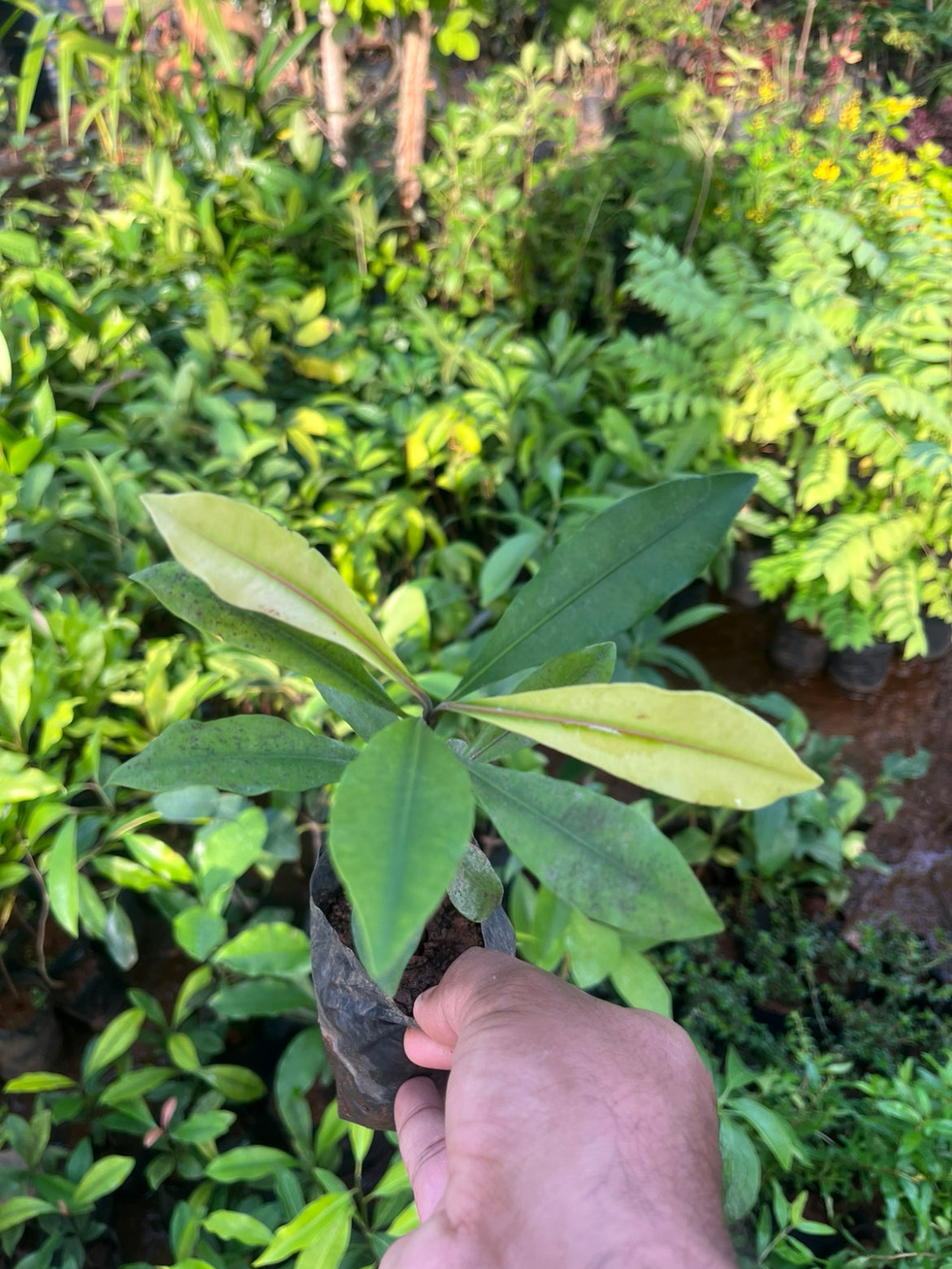 Baraba Fruit Plant