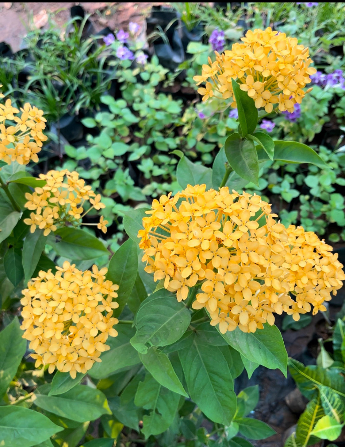 Ixora Mustard yellow