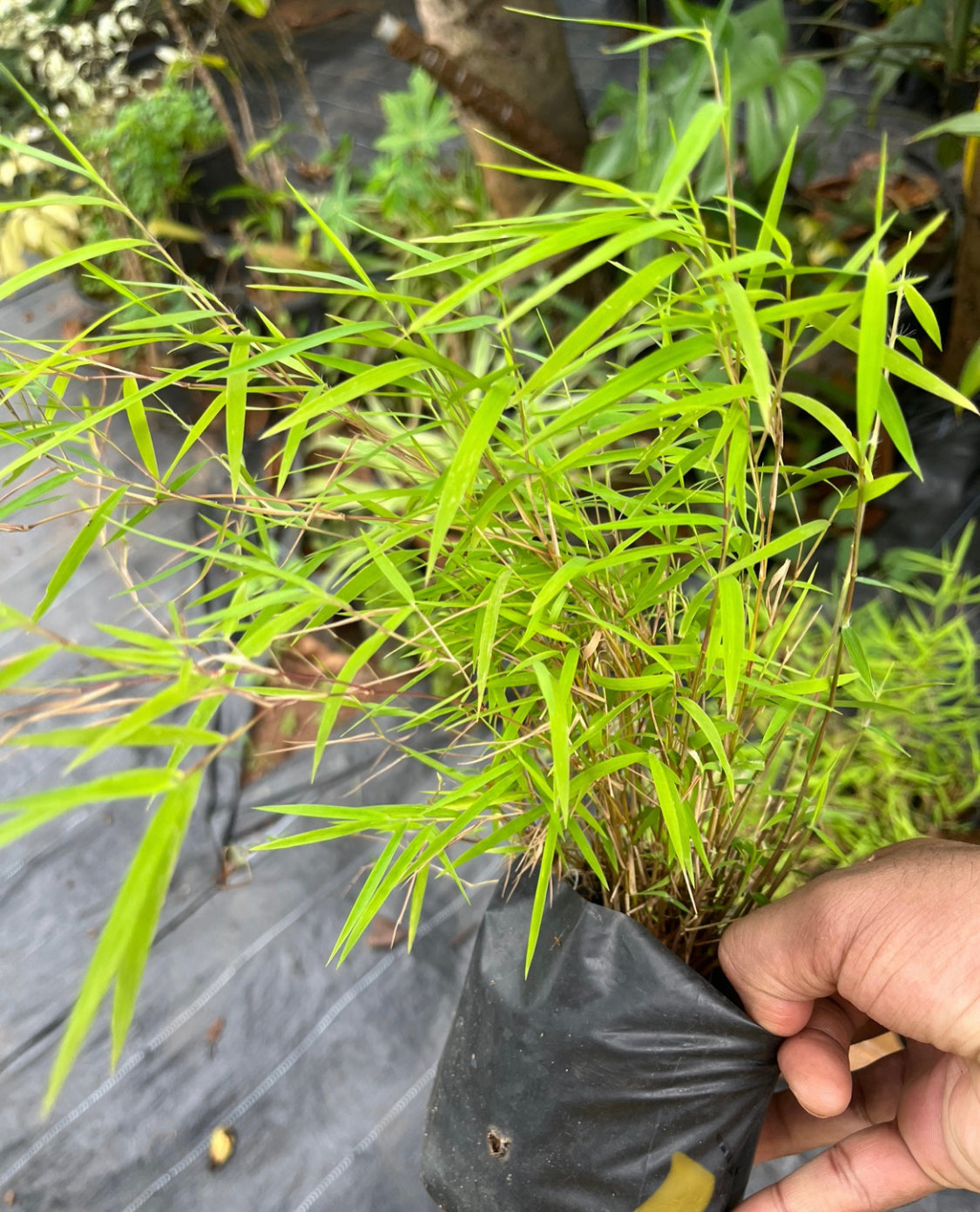 Bamboo Grass