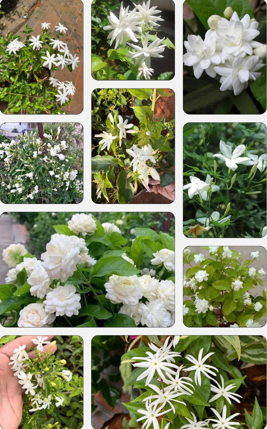 Jasmine Combo(10 Varieties)