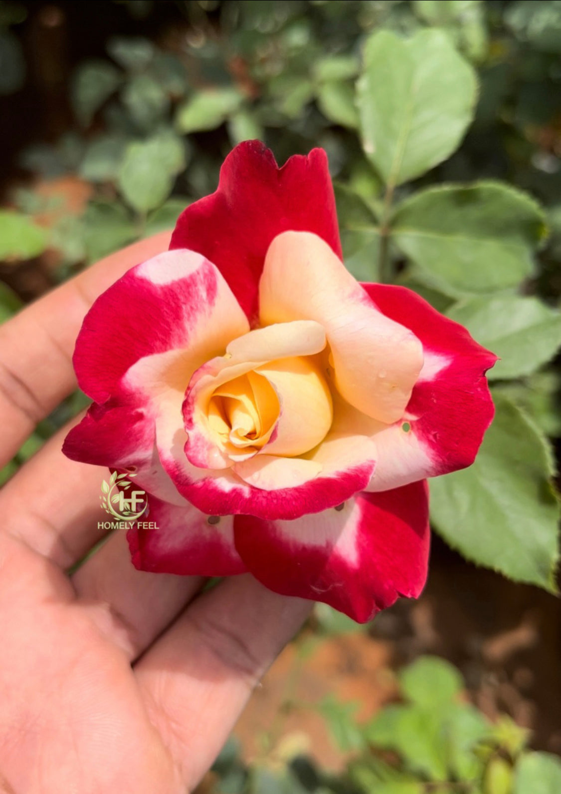 Double Delight Rose(Scented)