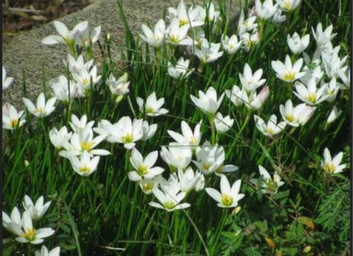 Rain Lilly White