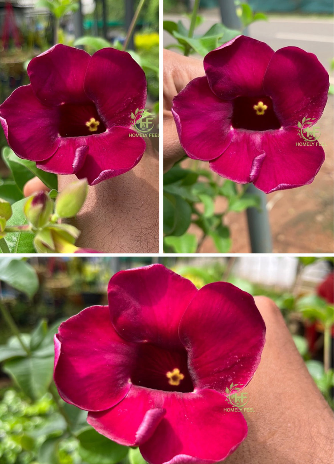 Alamanda Red