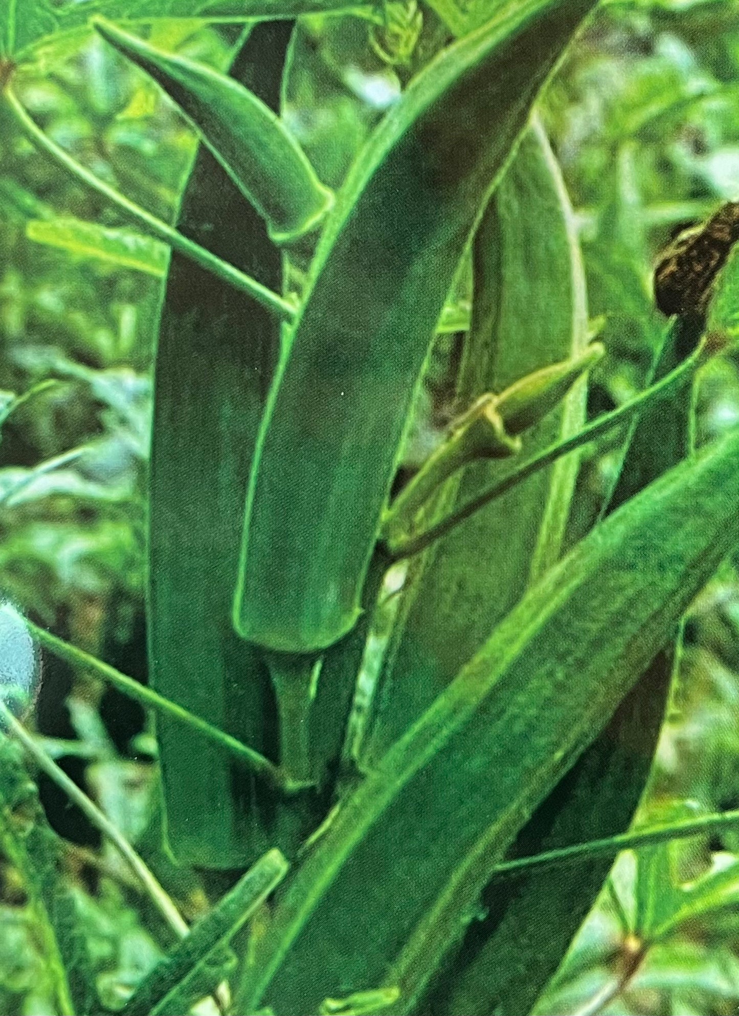 Ladies Finger(വെണ്ടക്ക)seed