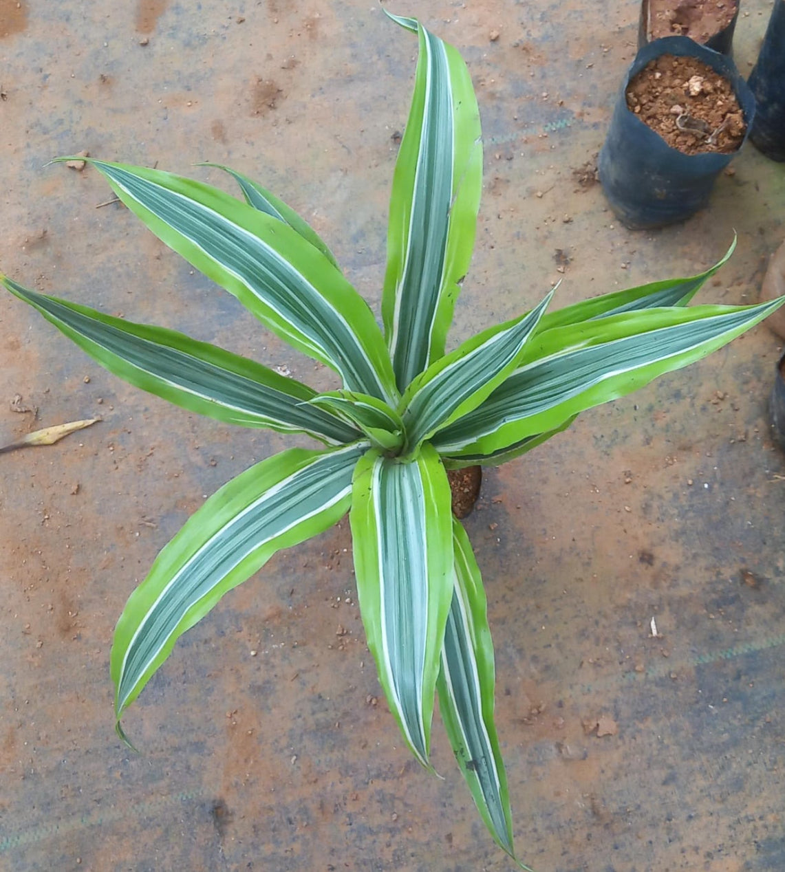 Dracaena Lemon Lime