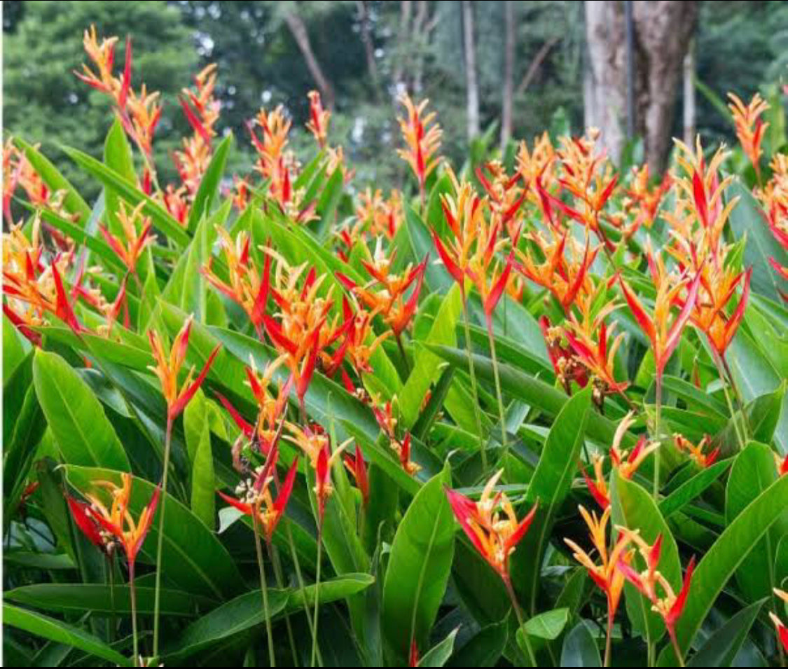 Heliconia red+yellow
