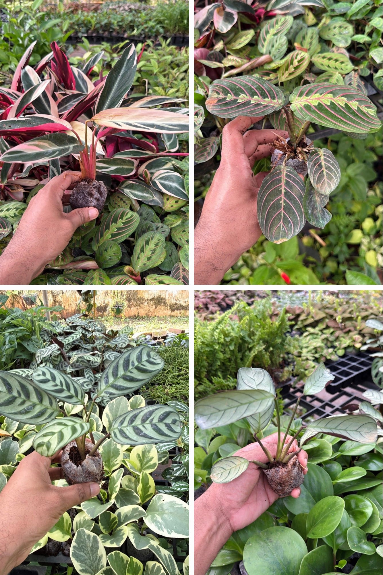 Maranta Combo (4 varieties )