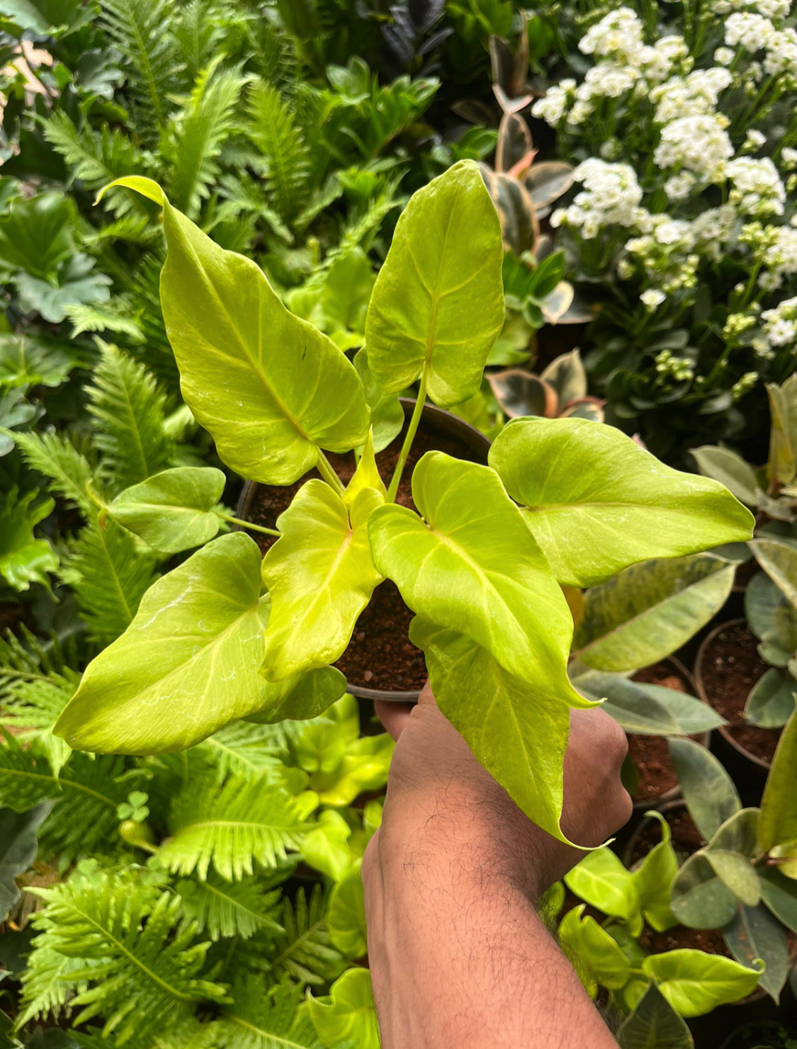 Xanadu golden