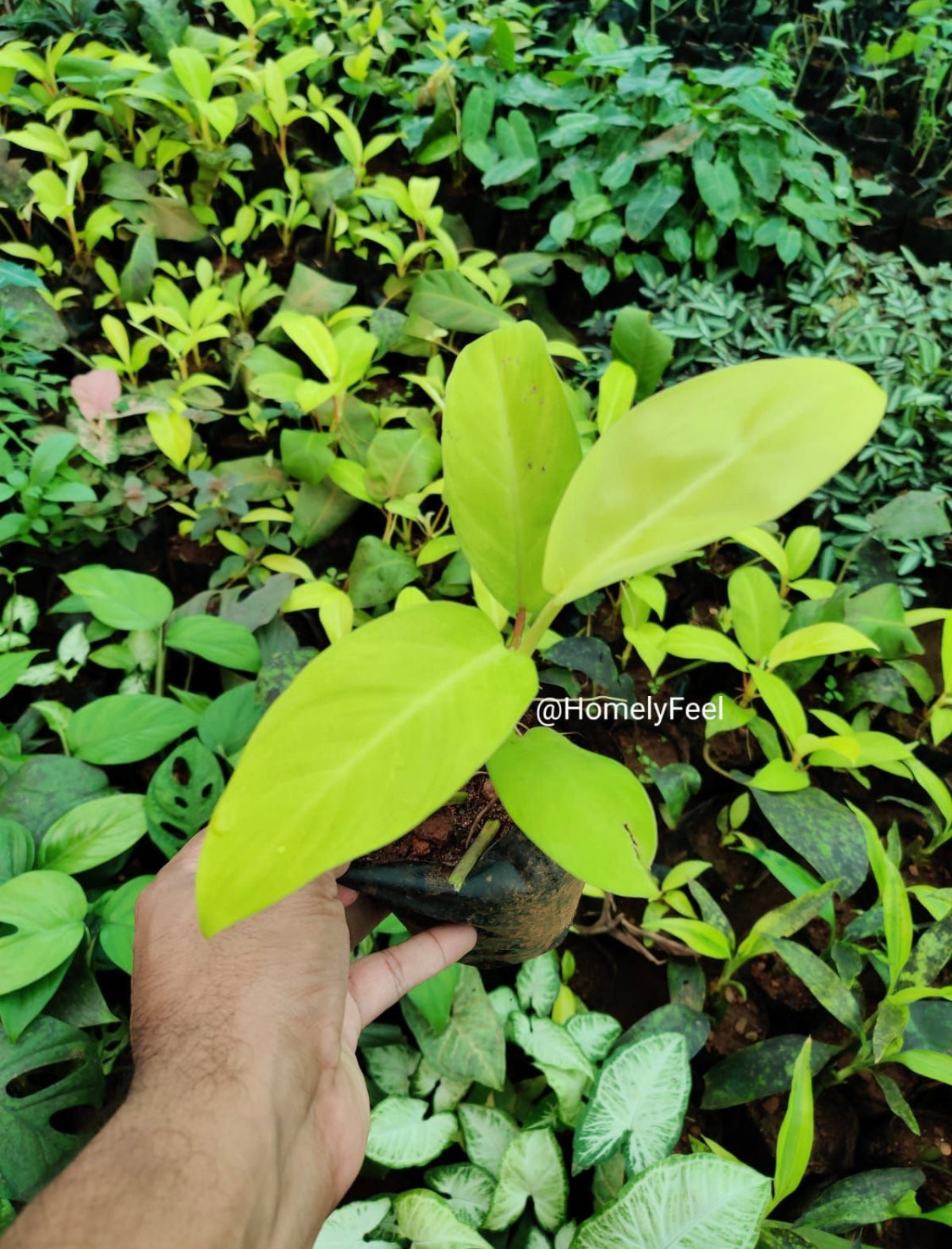 Philodendron Ceylon Gold