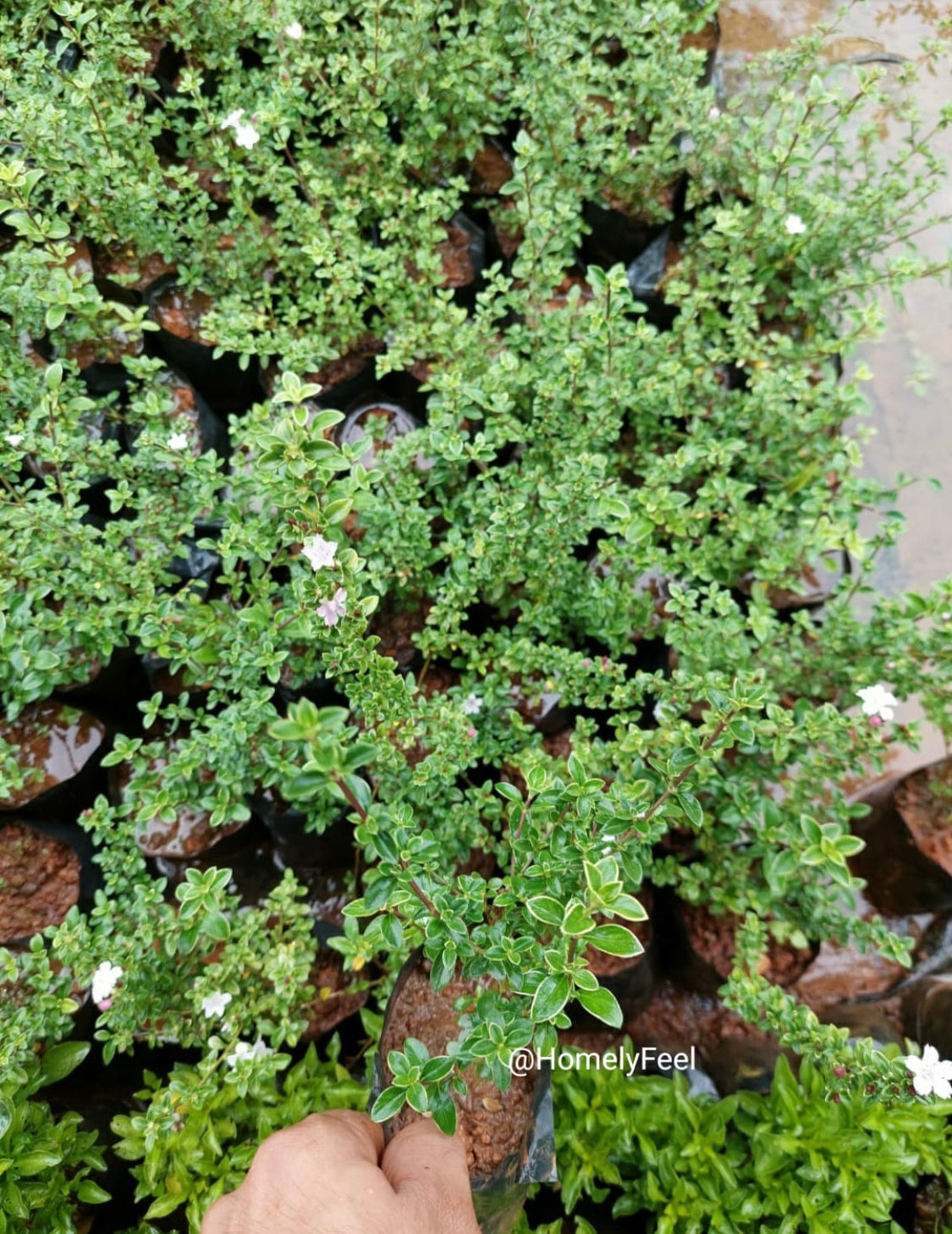 Snow rose Variegated