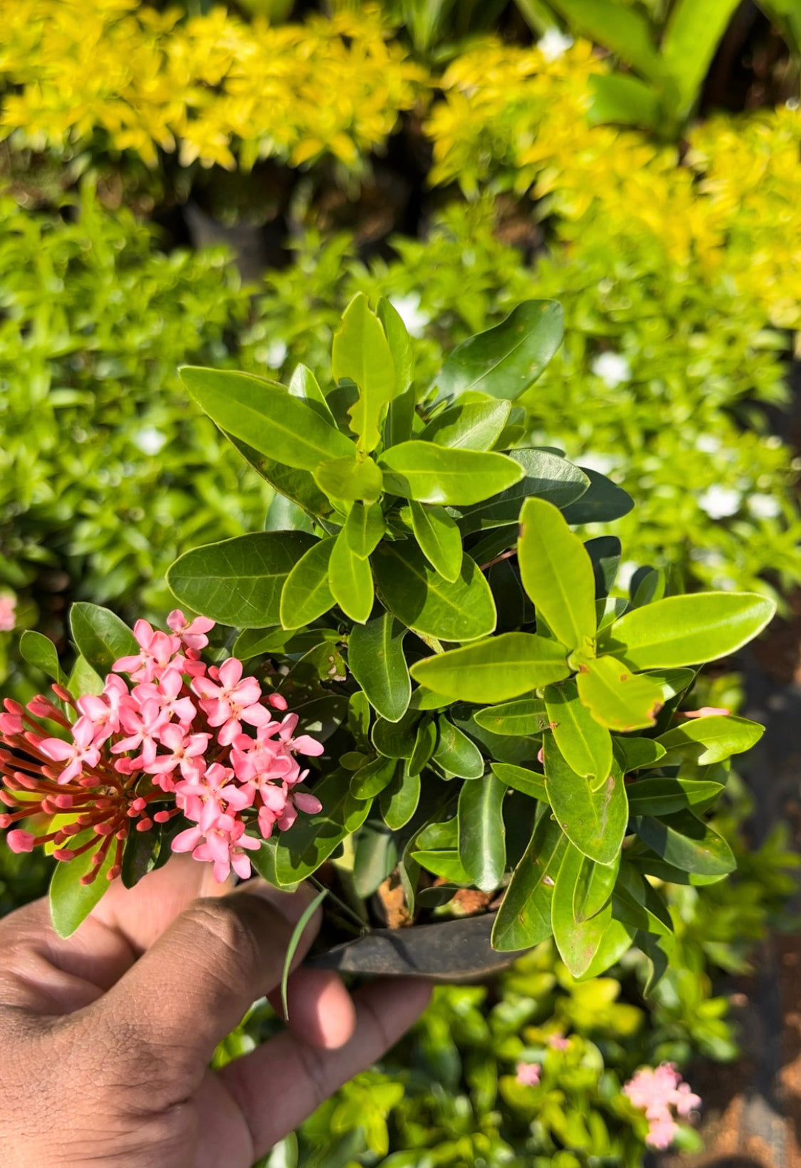 Ixora Dwarf Pink.