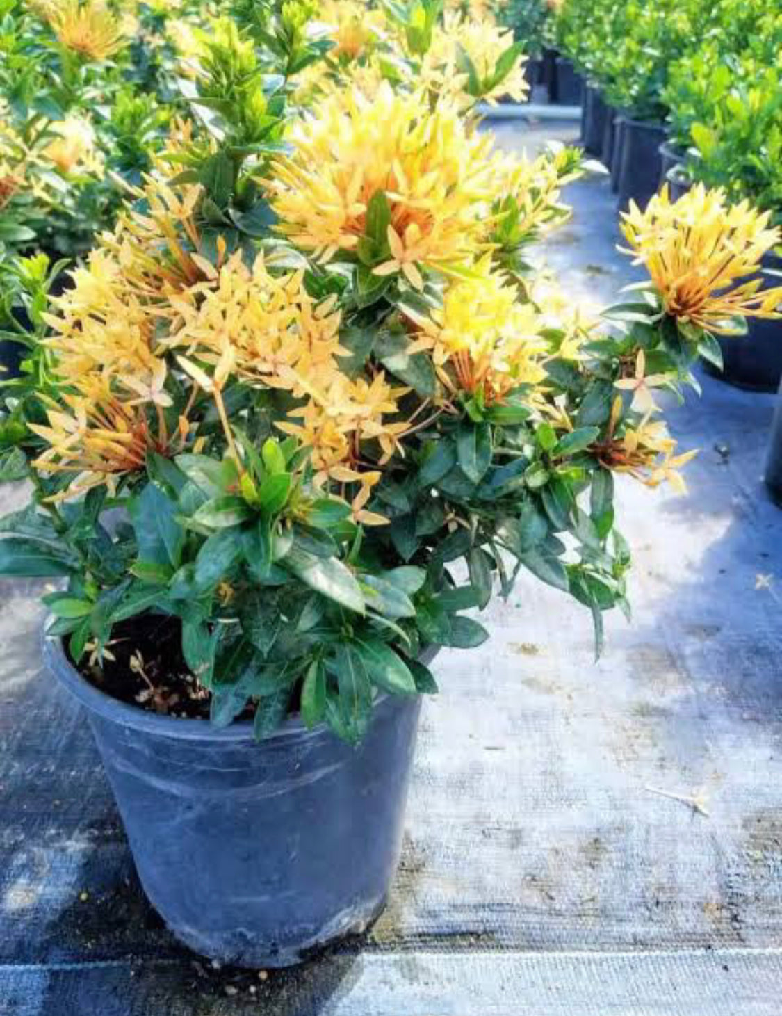 Ixora Yellow Dwarf