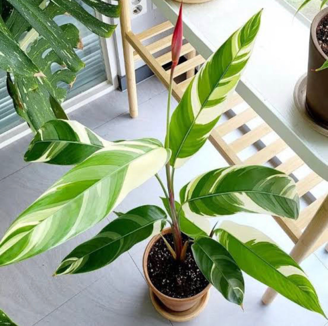 Heliconia Variegated