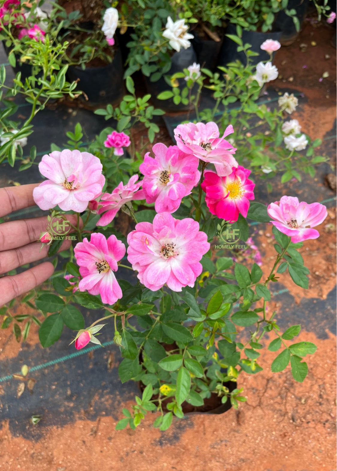 Lavender Dream Rose(Own Rooted)