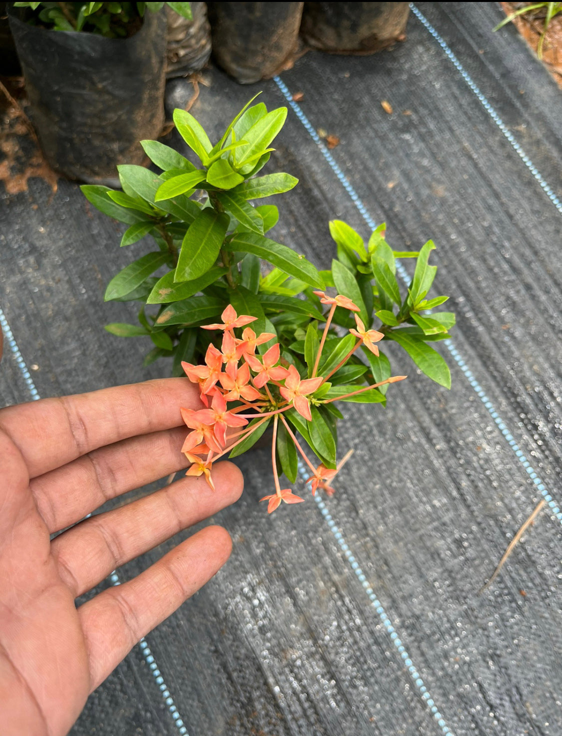 Ixora dwarf Orange