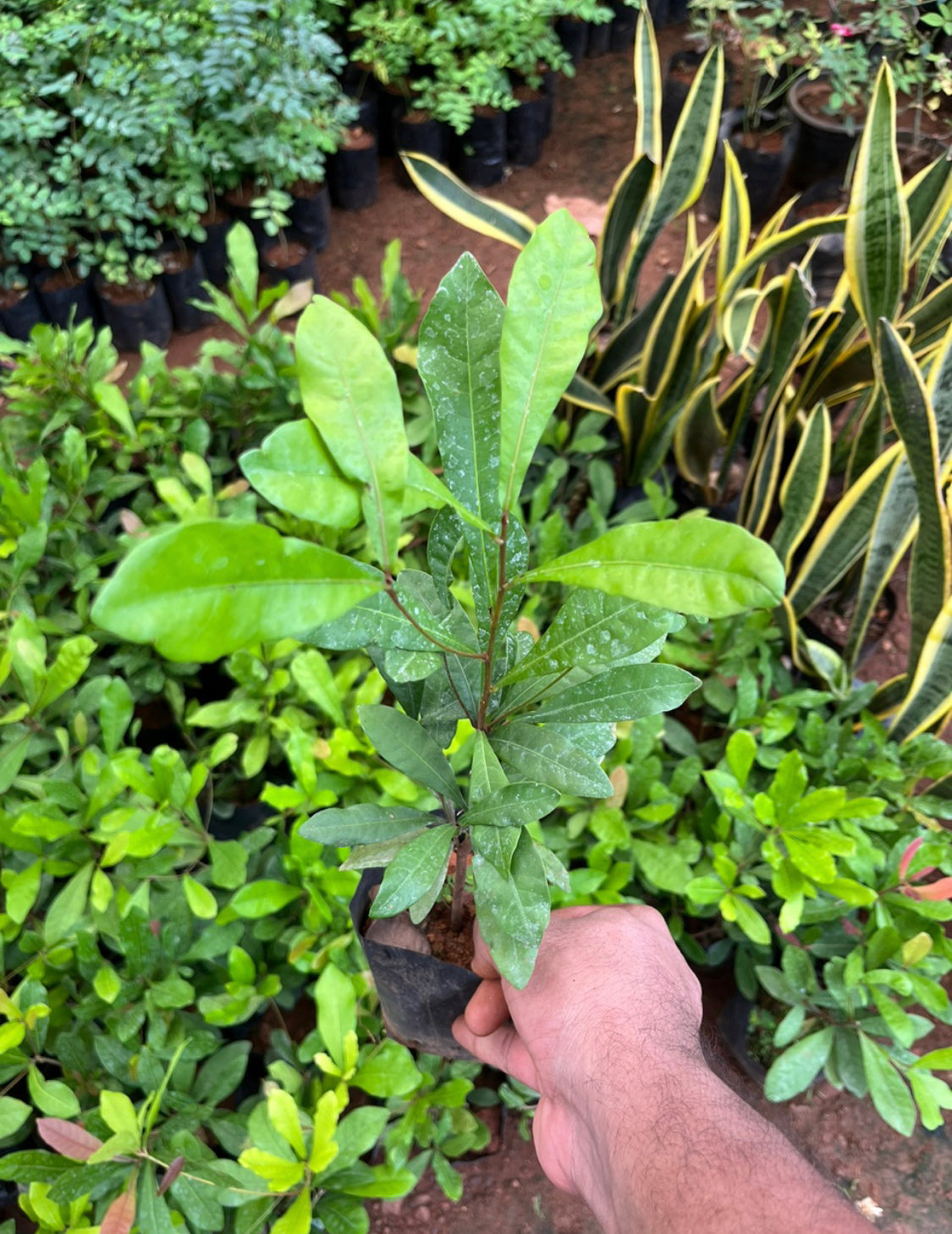 Miracle Fruit(layered plant)