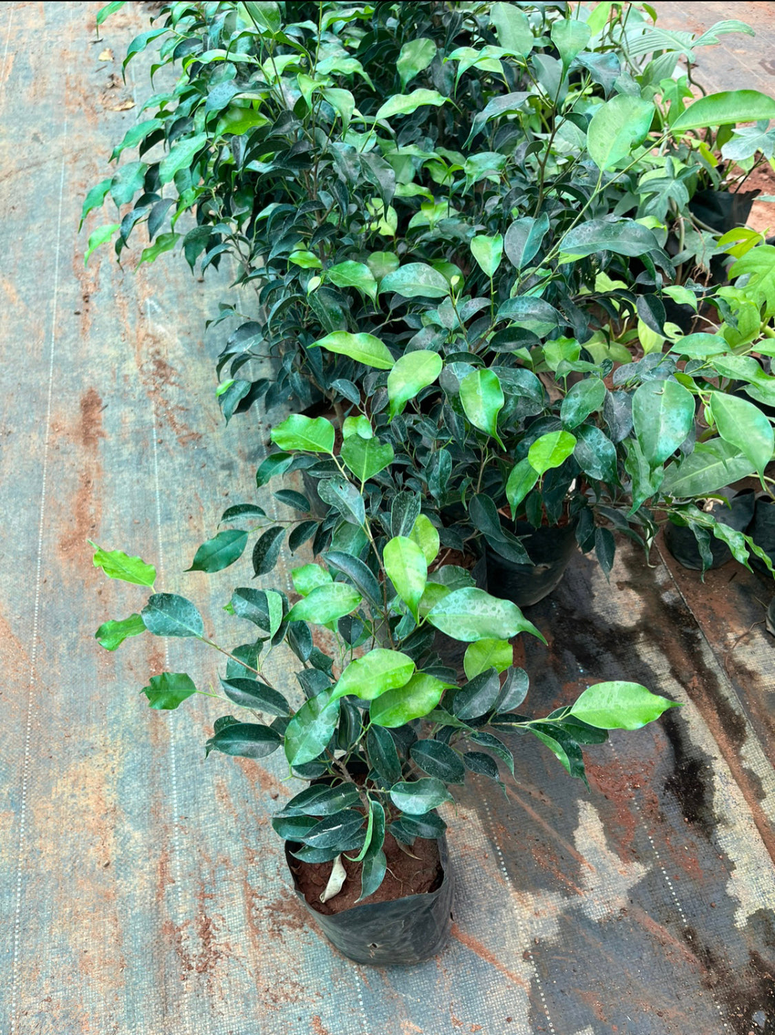 Ficus Benjamina.