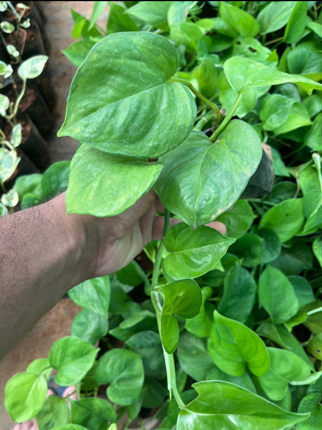 Manjula pothos green(single shoot)