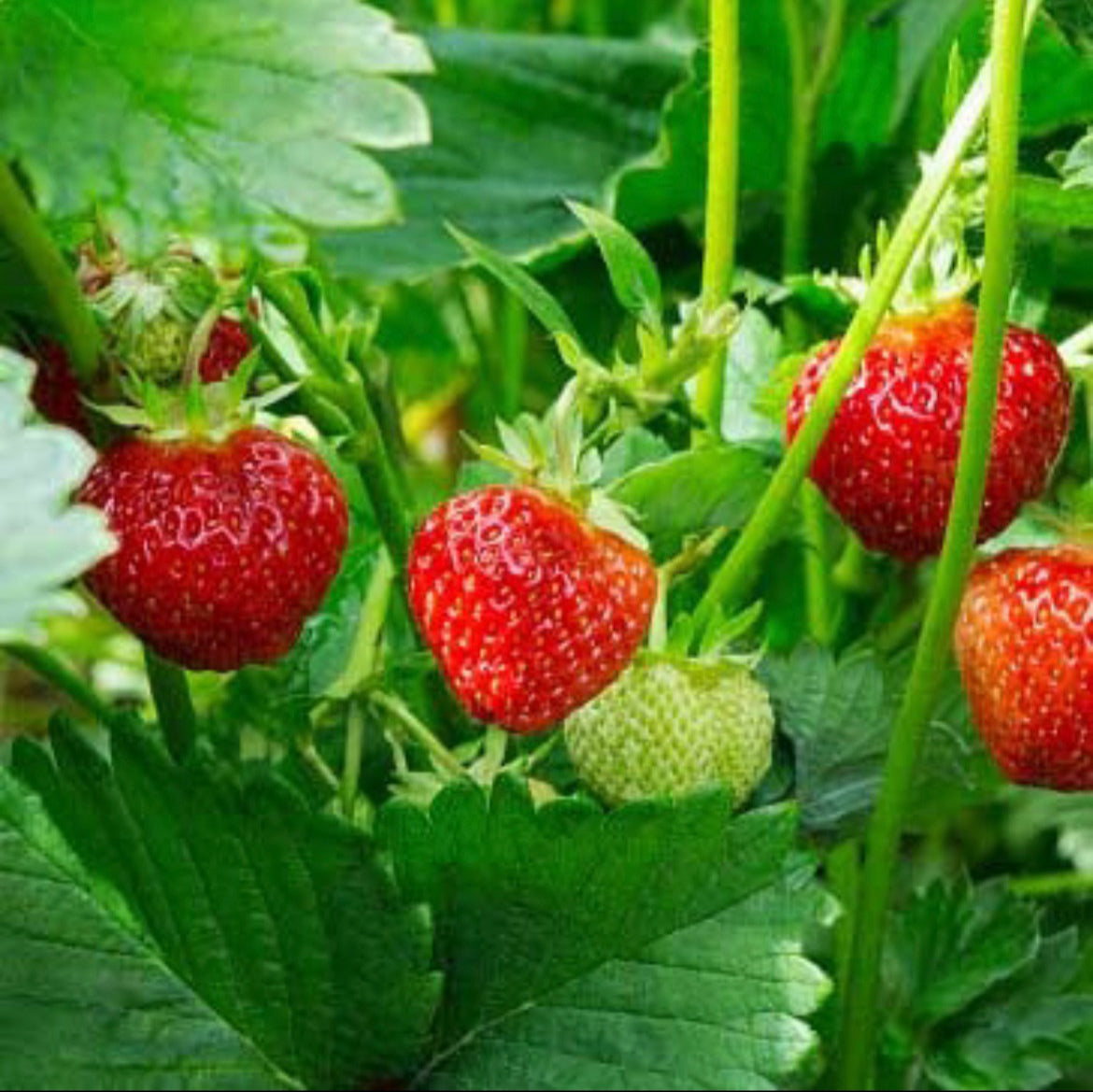 Strawberry