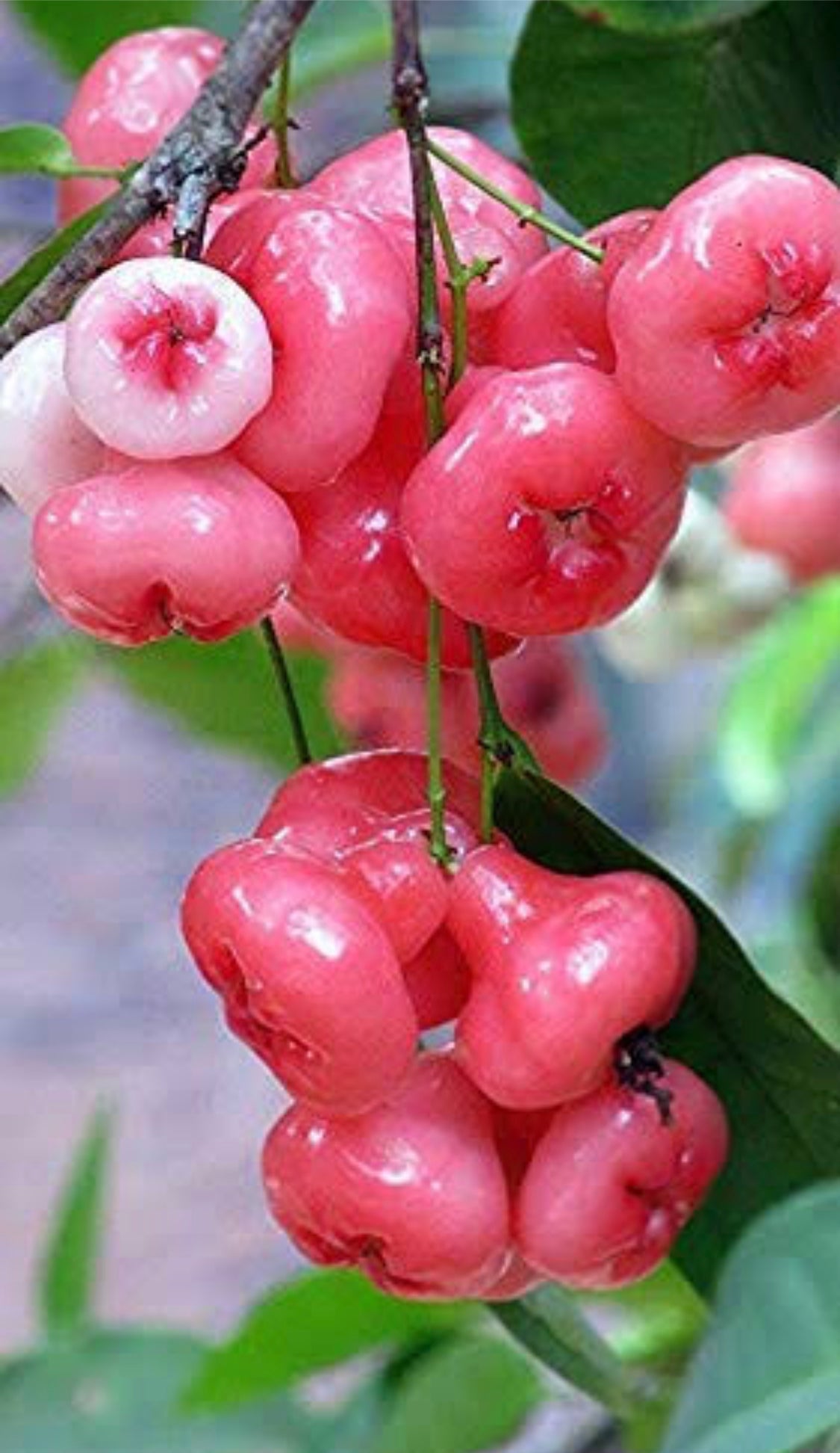 Jambu pink