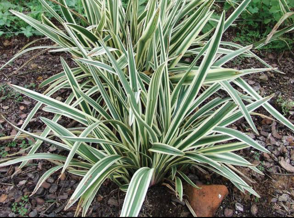 Dianella variegated(Single Shoot)