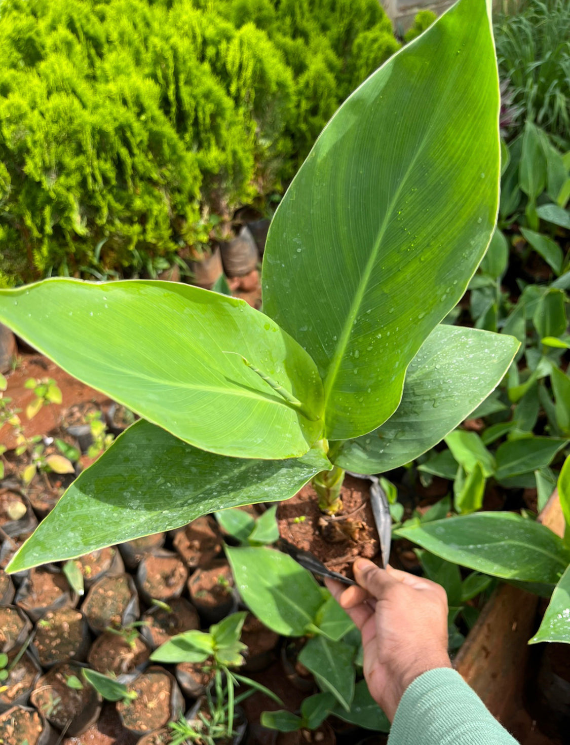 Canna Lilli Yellow Hybrid