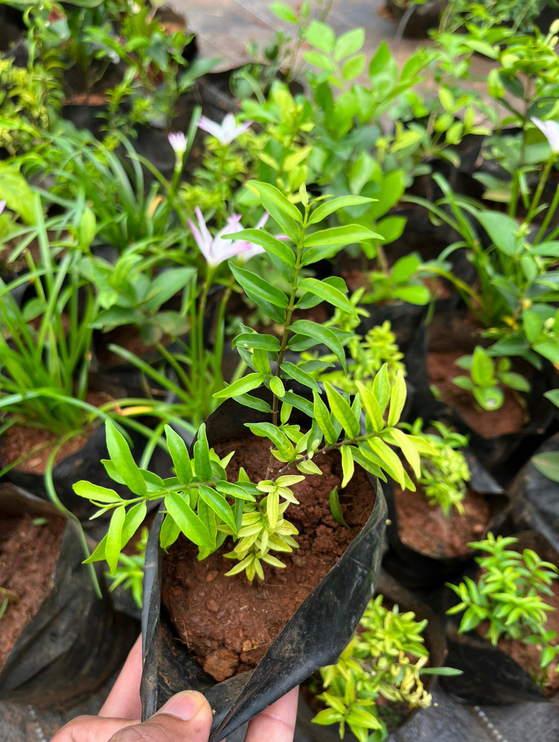 Miniature Water Jasmine