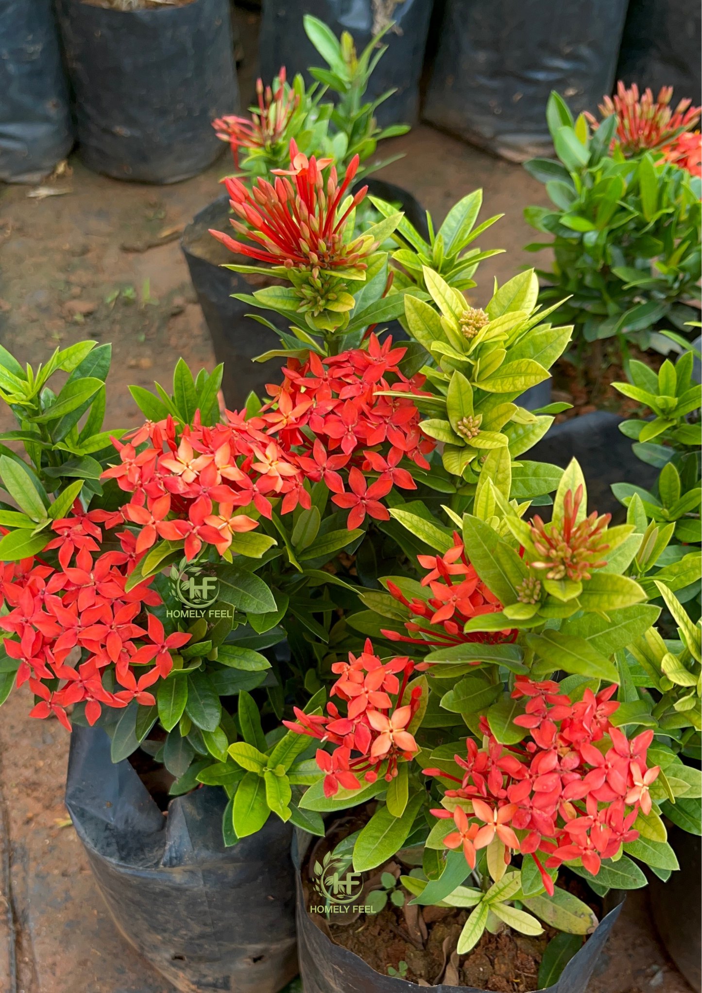 Ixora dwarf Orange