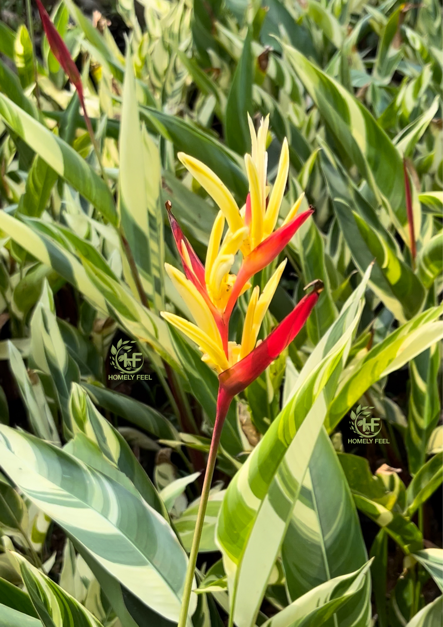 Heliconia Variegated