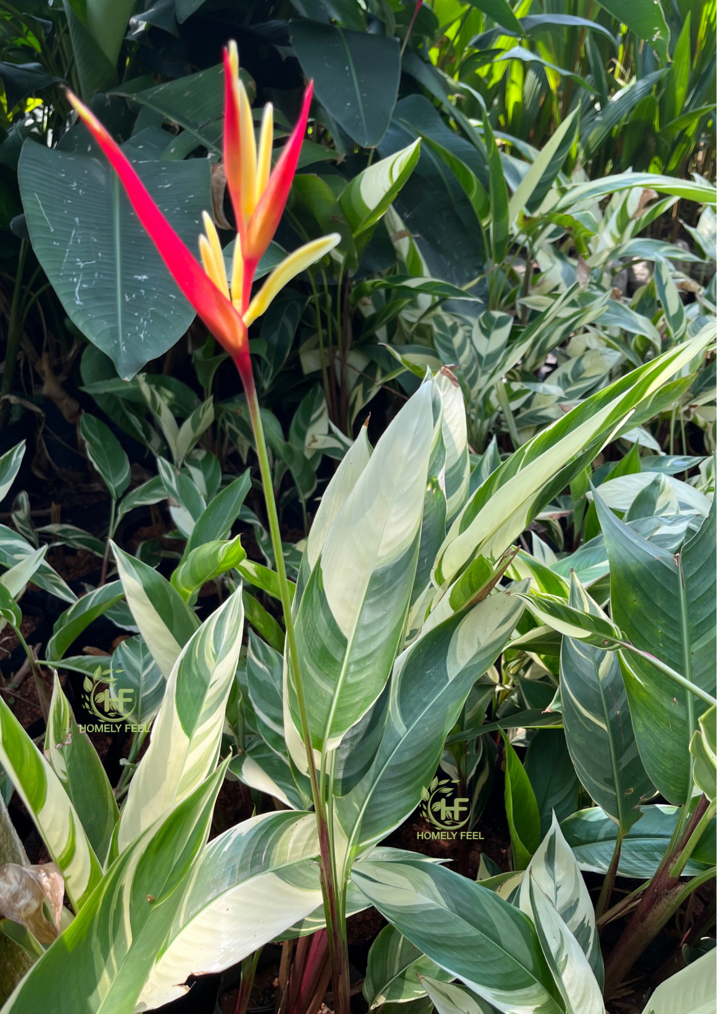 Heliconia Variegated