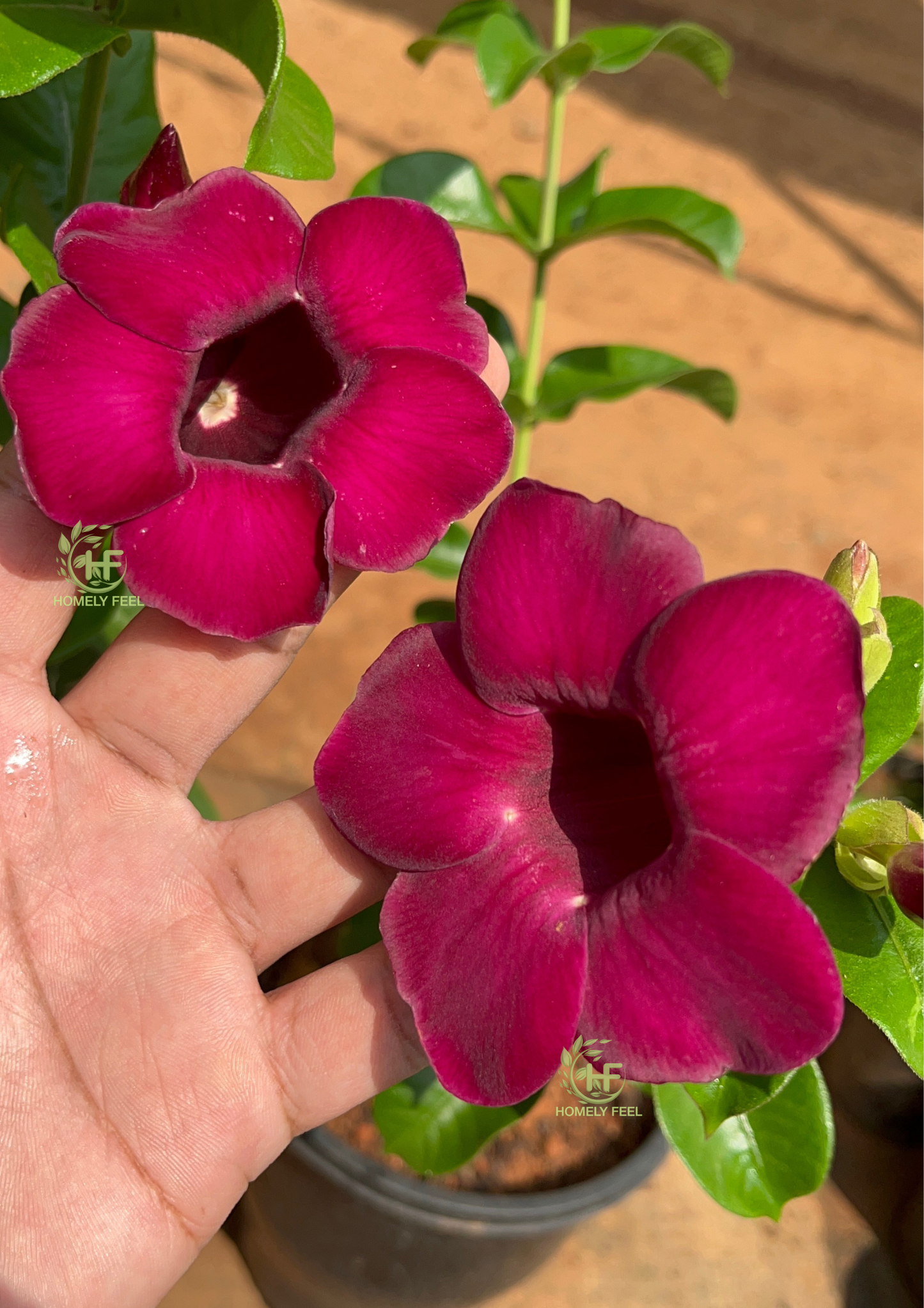 Alamanda Red
