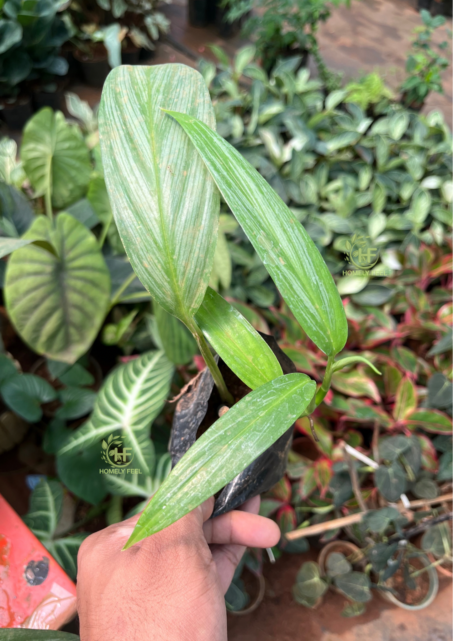 Epipremnum Amplissimum Silver