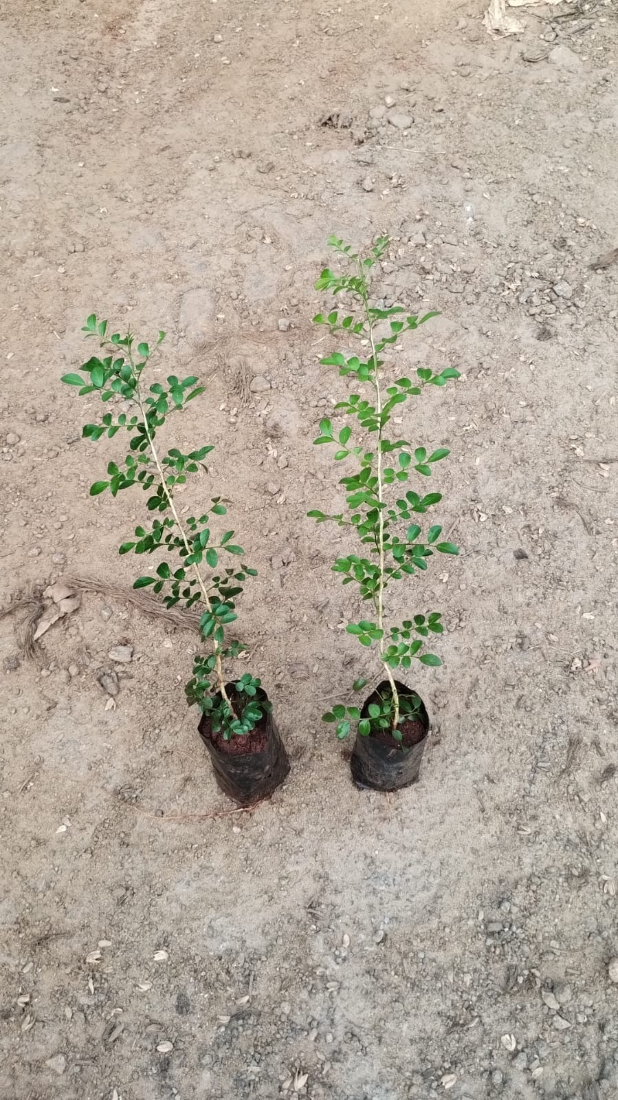 Murraya Semi Dwarf/Maramulla (S)